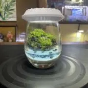 苔トンボの画像