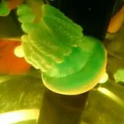 くらげ