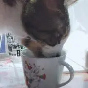 れもんの画像