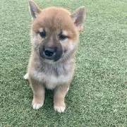 ひょこん