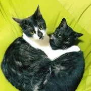 Daiの画像