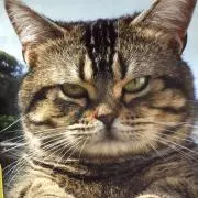 あきねこの画像