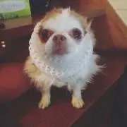 ちくわ