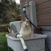 ねこ