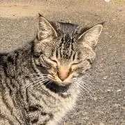 ぽてたまの画像