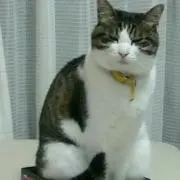 うぃすぱーの画像