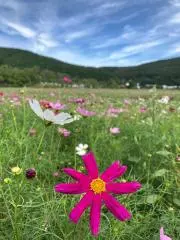 sakusakuの画像