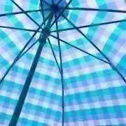 サラの画像