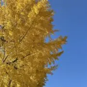 るりるりるの画像