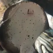 jijiの画像