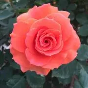 ひろママ