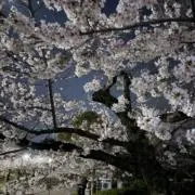 けんの画像