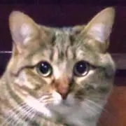 さとの画像