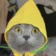 Obabiの画像