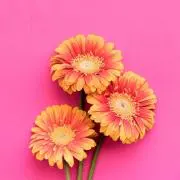 bubuni