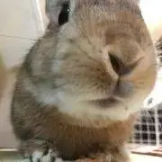 Nakkyの画像