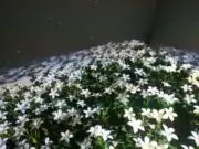 青咲の画像