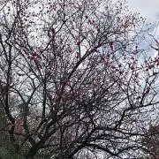 メル丸