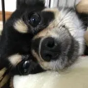 チョコさん、