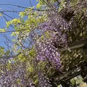 るなちこ