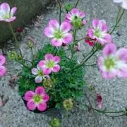 ぐるぐる