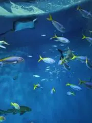 しきの画像