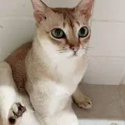 あいすの画像
