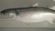 お魚さんの画像