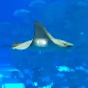 seekerの画像