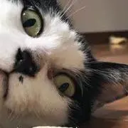 白雪ネコの画像