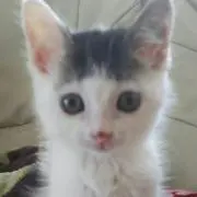 モモの画像