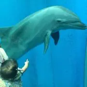 サチ