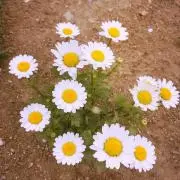 ホットケーキの画像