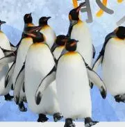 ペンギンの画像