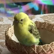 ヒッピーの画像