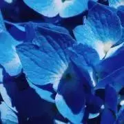 星月夜の画像