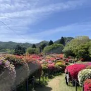 あおまめの画像