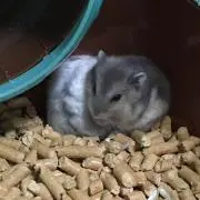 azu