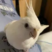 Yuki