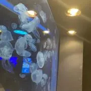 NOAAの画像