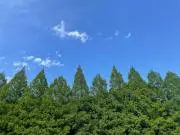 さく　〜当面発送が遅れる可能性がありますの画像