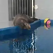 にゃろんゆの画像