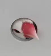 きろの画像