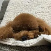 MH