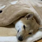 しーばの画像