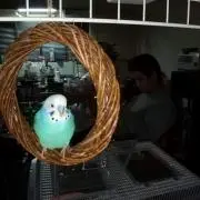 えり