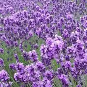 ちゃみ【プロフ必読】の画像