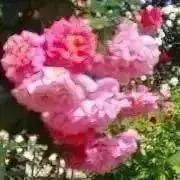 ピンク・プーの画像