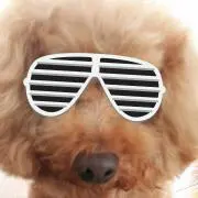 とわのすけの画像