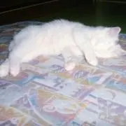白猫